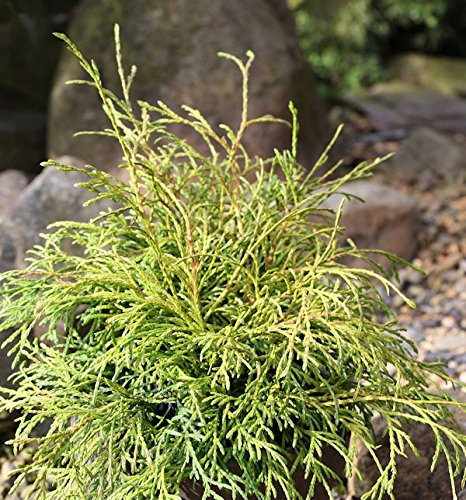 Faden Thuja Filiformi 50-60cm - Thuja occidentalis