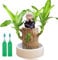 Mini Brazil Lucky Wood,Purifying Indoor Air Brazilian Hydroponic Wood,Wood Stump Desktop Decor,Lucky Bam/Boo Plants Indoor Live,Bonsai Tree Indoor Plant,Brazilian Lucky Wood Plant with Pot,Desk Plant