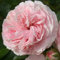2x Rosier arbuste 'Larissa' - Kordes Perkroos - Plant-o-fix-pot