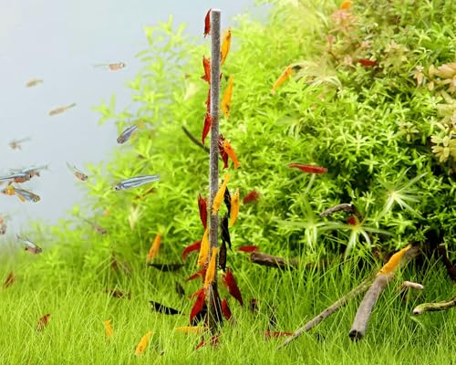 Garnelen 15x Neocaridina Mix - Red Sakura, Yellow Fire & Black Sakura + 5X Lollies Mineral Boost - Farbige Zwerggarnelen & Mineralfutter für Häutung, Panzer & Vitalität im Aquarium