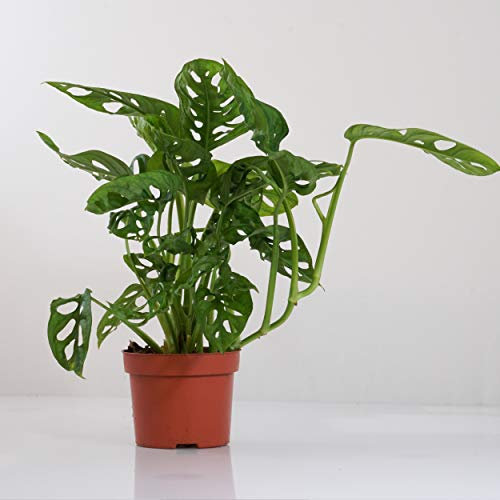 Indoor-Helden Monstera obl. 'Monkey Leaf' – Hoja para ventana (12 cm de diámetro, 30 cm de altura)