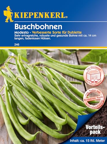 Kiepenkerl Buschbohnensamen Modesto Vorteilspack 246 - ertragreiche, robuste, resistente und gesunde Bohne - 14 cm lang - Gemüsesamen, Saatgut, Bohnen