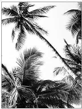 QUBTAN Noir et Blanc Affiche Et Impressions Mur Moderne Art Palmiers Toile Peinture Plante Nordique Esthétique Photos pour Salon Décor50x70cmx1Pas de Cadre