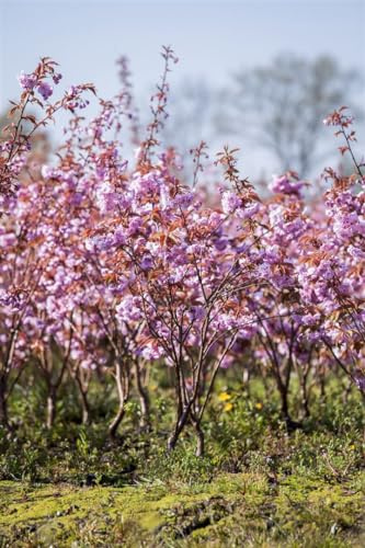 Japanische Blütenkirsche Prunus serrulata Kanzan 150-200 cm winterhart | Rosa gefüllte Blüten im Frühling, sonniger Standort, schnittverträglich, ideal als Blickfang, ziert Garten und Vorgarten