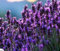 Generico Planta Verdadera Lavanda Flores Naturales Tierras de Romagna