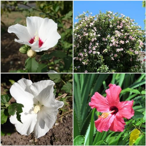50 pcs hibiskus samen zimmerpflanze - pflanzensamen winterfeste pflanzen für garten,Hibiscus syriacus, bonsai topf praktische geschenke wiesenblumen samen blumensamen zimmerpflanzen
