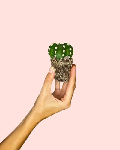 Echinopsis Oxygona Mini Cactus | Plantas Naturales | Pur Plant
