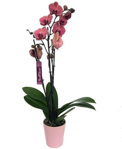 ORQUÍDEA NATURAL PHALAENOPSIS ROSA ASIA 75CM 2-3 TALLOS M12