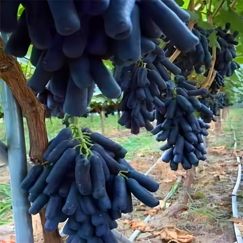 Winterhart Traubenwurzel, Trauben Kernlos, Garten Tafeltraube, Elegante, Winterhart, Weintrauben Kernlos Winterhartes,-3 Weinreben -G