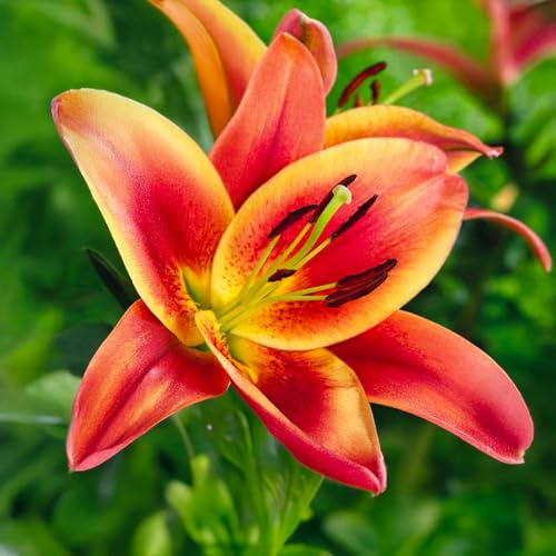 Bulbi di Lilium ORIENTAL-TRUMPET (GIGLI GIGANTI) | Bulbi provenienti dai migliori produttori Olandesi | Esclusiva selezione e controllo qualità | Fioritura garantita. (3 Lilium OT MONTEGO BAY)