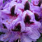 3: 50 Teile/beutel Japanische Azalee Samen Rhododendron Azalee Blumensamen Baum Samen Abdeckung Blume 15 Farben Bonsai Diy Pflanze Hausgarten