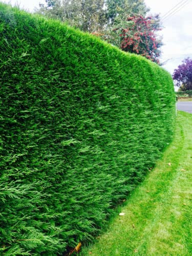 5 Green Leylandii Hedging Evergreen Conifer Plants Fast Growing Shrubs 40-60cm Potted Sunnyside Nurseries