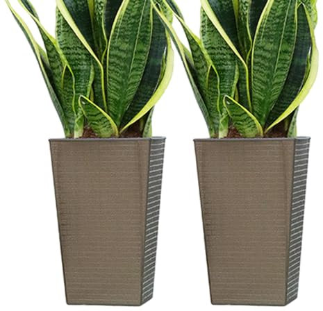 Maceta de riego automático, maceta cuadrada alta con asa para exteriores, con agujeros de ventilación, macetas multifuncionales de riego automático para orquídeas, orquídeas cola de tigre