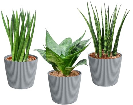 Mini Sukkulenten mit Übertöpfen - Babypflanzen Trio Badezimmer - pflegeleichte Zimmerpflanzen - 3er Set - 9 cm Topf - Sansevieria Hanni Kirkii & Cylindrica - frisch aus der Gärtnerei - Green Me Up