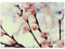 WANDKINGS Glasschneidebrett „Kirschblüten“ - Motiv wählbar - Glasschneideplatte, Schneidebrett aus Glas, Frühstücksbrettchen