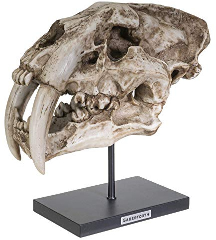 Summit Collection Skulptur aus Polystone-Harz, Sabertooth, Tiger-Totenkopf, Nachbildung, Modell, mit Namensschild, Heimdekoration, Innendesign, 31,8 cm breit