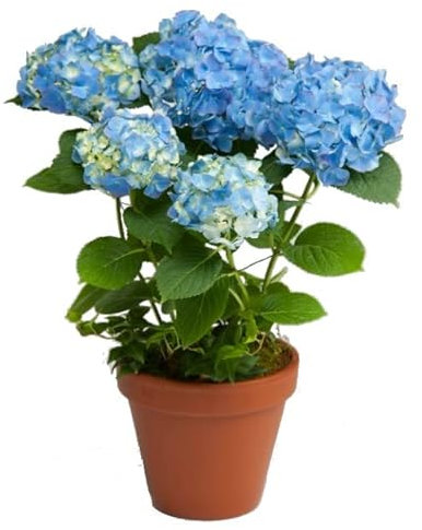 Hydrangea - Hortensia Azul Planta Natural con Maceta de CERÁMICA