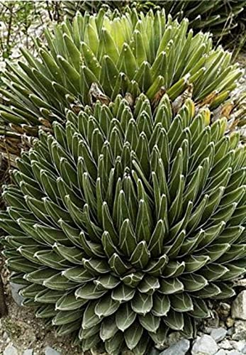 Agave Victoriae Reginae Huasteca Canyon Giant Queen Victoria Agave 5 seeds:Seeds