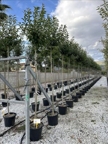 Ligustro giapponese Ligustrum japonicum pianta ad alberello in vaso h. 120/140 cm Vivaio di Castelletto