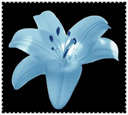 Bulbi di giglio,Lilium,fiori eleganti,alto valore ornamentale,adatti per la decorazione,l'abbellimento 'ufficio,la piantagione di giardini,piantati in vaso o a terra:Seeds only