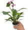 Fangblatt - Anthurium purple Passion - lila blühende Flamingoblume - im Ø 5 cm Topf - pflegeleichte Zimmerpflanze