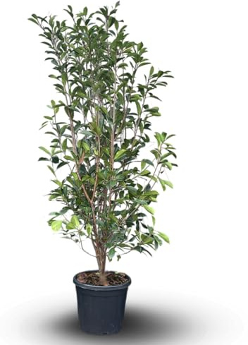 Attitude Jardin - Photinia red robin - fraseri - plantes de haies - 170-190 cm - ⌀ 30 cm - plante d'extérieur