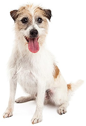 Hunde Aufkleber Sticker Jack Russell Terrier