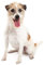 Hunde Aufkleber Sticker Jack Russell Terrier