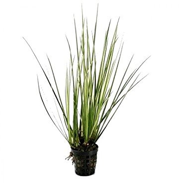 PondPlantsUK Acorus gramineus VAR. variegatus - Aquarium Plants