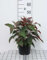 Hydrangea aspera 'Hot Chocolate'® - Fellhortensie 25-30 cm Container