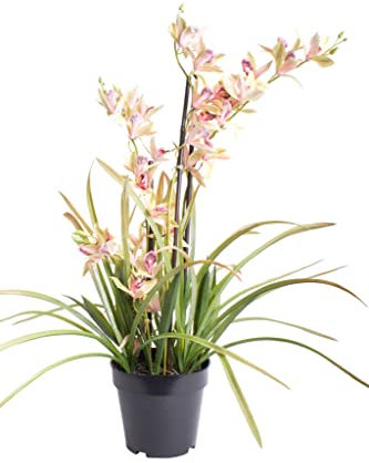künstliche Orchidee (Orchideen Pflanze/Cymbidium) im schwarzen Kunststofftopf mit Rispen, Blättern und Luftwurzeln (rosa-grün)