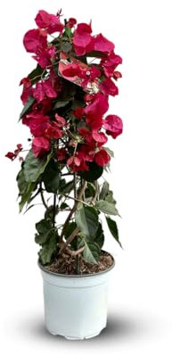 Attitude Jardin - Bougainvillier pyramide - plante fleurie - 70-80 cm - ⌀ 18 cm - plante d'extérieur - fleur fuchsia