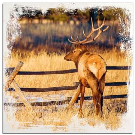 Wallario Wandbild aus Holz Elch im Schnee - im Hochland von Colorado - 40 x 40 cm in Premium-Qualität: Brillante Farben