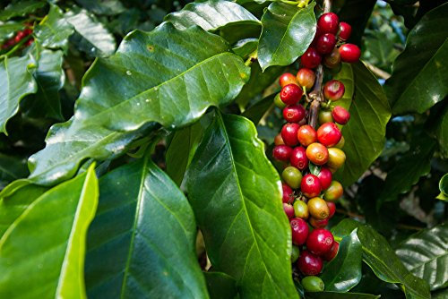 Grow Your Secret Garden Arabic Coffee Seeds (Coffea Arabica)