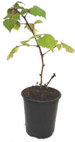 5 x Japanische Weinbeere - Rubus phoenicolasius - besondere Beeren mit außergewönlichem Aroma