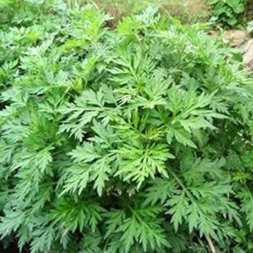 TOYHEART 100pcs Graines De Fleurs De Qualité Supérieure, Graines D'absinthe La Demande D'humidité Diminue L'inflammation des Cultures De Cour Graines D'absinthe pour Le Jardin Vert
