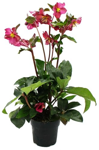 Christrose - Schneerose - Helleborus Ice n Roses - mit vielen Knospen - im 15cm Topf - Early Red - Rot blühend