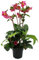Christrose - Schneerose - Helleborus Ice n Roses - mit vielen Knospen - im 15cm Topf - Early Red - Rot blühend