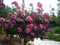 mehrere Bonsai-Baum Bonsai-Baum Farben Hof 100 Blumensamen Rose