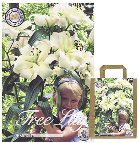 Lilien Zwiebeln Mix, Baumlilien in verschiedenen Sorten und Farben, Winterharte Blumenzwiebeln in Geschenkverpackung (3 x Baumlilien Weiß)