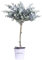 Pianta di Eucalipto Cinerea Alberello Eucalyptus Cinerea pianta ornamentale da esterno alberello ver decorativo venduto da eGarden.store (Vaso 17 cm)