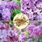 30pcs Lila Duftende Flieder Strauch Samen Vulgaris Syringa Blumen-Samen / 30pcs Lila Duftende Flieder Strauch Samen Vulgaris Syringa Blumen-Samen. Lilac, Feder Zierpflanzen, mit dem releas