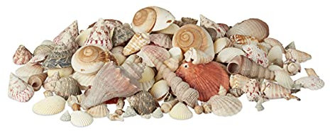 Relaxdays Muschel Deko im Set, XL-Mix mit großen Meeresschnecken, Herzmuscheln, maritime Tischdeko zum Basteln 2kg, bunt
