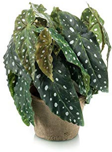 artplants.de Fake trout begonia JOELLE, terracotta pot, bushy, green-white, 30cm - Faux tropical plant/Artificial Polka Dot Begonia