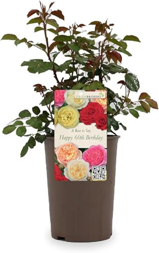 Beautiful Peach Orange Gift Rose - To Say Happy 60th Birthday - Gift Wrap Included | Modern Garden Hybrid Bush Rose - 3L Potted Floral Flowers