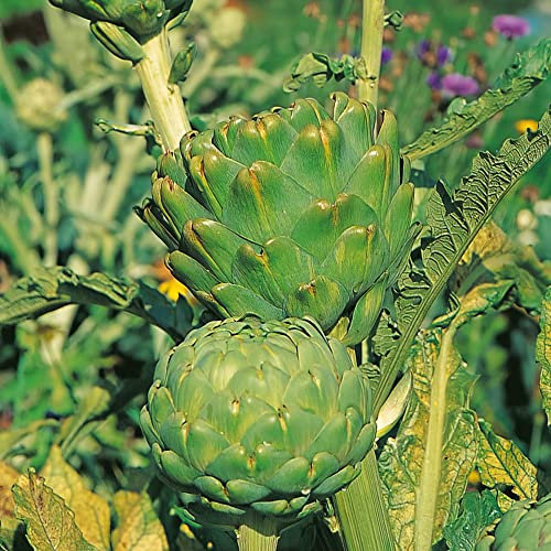 Artichoke Plug Plants. 'Imperial Star'. Globe Artichoke. Perennial Vegetable. Plants for Pollinators. Value Plug Plant x 5. Available from Bedwen Plants.