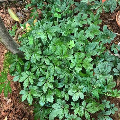 100 pcs jiaogulan samen bio - topfpflanzen draußen winterhart,Gynostemma pentaphyllum, gartenarbeit exotische pflanzen winterhart zimmerpflanze dachbegrünung pflanzenkübel pflanzendeko
