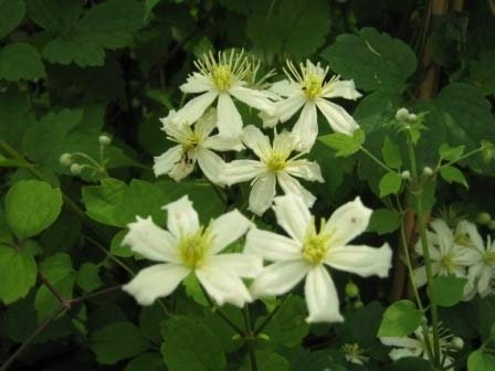 Clematis fargesoides Summersnow (60-100 cm) - Waldrebe/Klematis