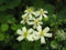 Clematis fargesoides Summersnow (60-100 cm) - Waldrebe/Klematis