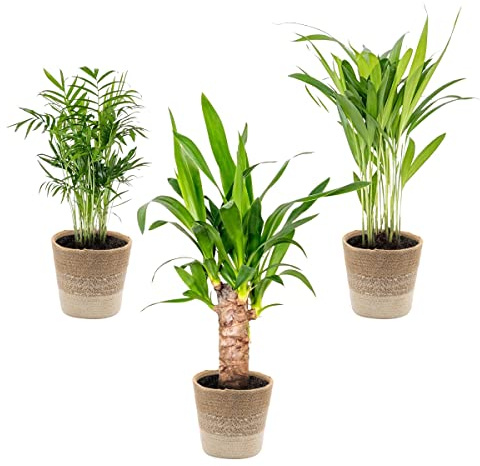3x Tropische Palmen Mischung inkl. Jutekorb - Pflegeleicht - ⌀12 cm - 20-45 cm